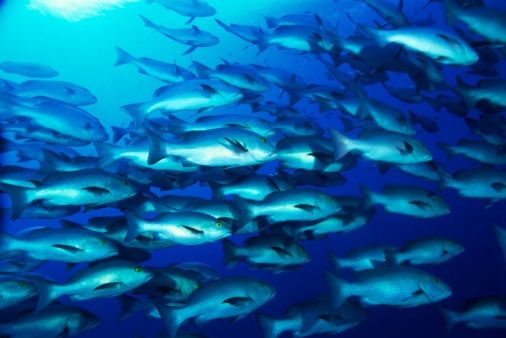 دراسة أمريكية: بعض أسماك المحيطات ملوثة بسموم خفية تضر بمناعة الإنسان