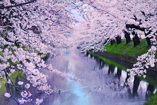 Yaponiyada Sakura dönəmi