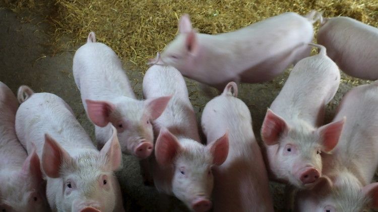 الخنازير حاضنة بيولوجية لزراعة أعضاء البشر!