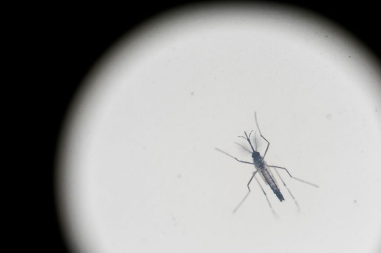 Researcher Accidentally Infects Herself With Zika Virus