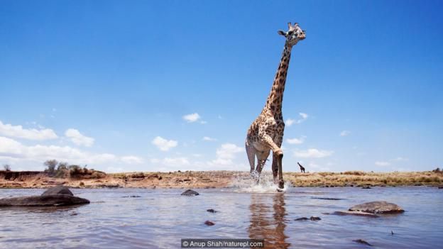 Giraffes did not evolve long necks to reach long trees