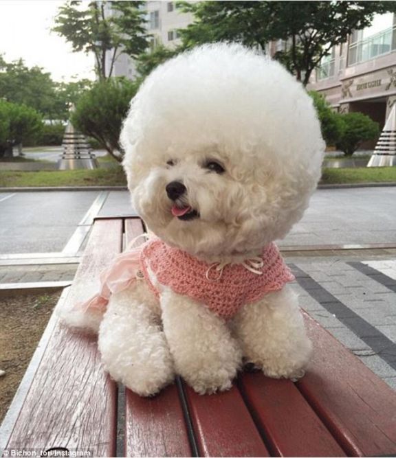 Cutest bichon frise in the sale world