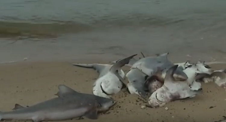 Dozens of Dead Sharks Wash Up on Alabama Beach