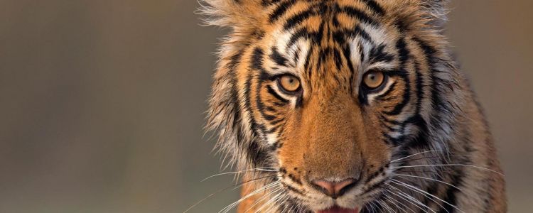 Tigers are being killed by the local "mafia" in Bangladesh