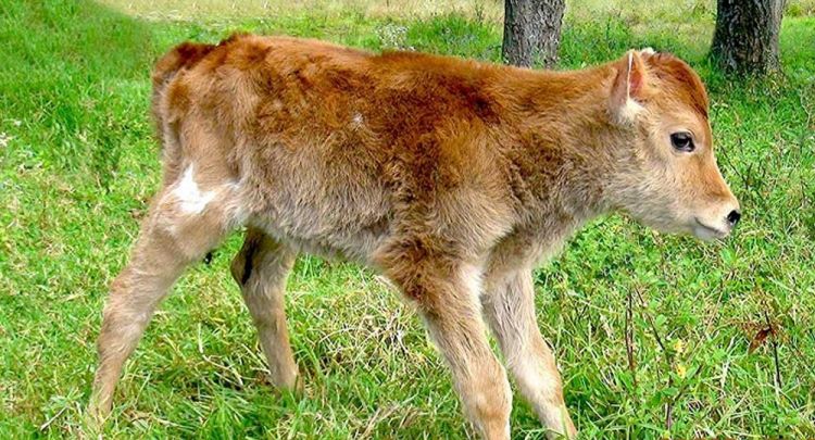 Copy Cow: Peruvian Scientists Create Country's First Cloned Animal