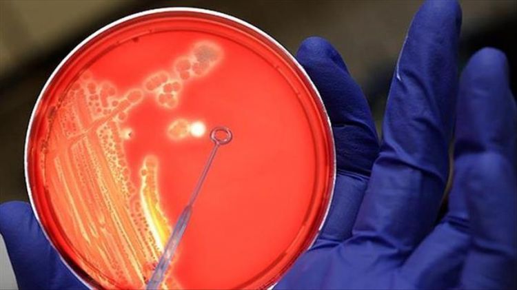 اكتشاف قدرة بكتيريا بالأمعاء على قتل الجراثيم المقاومة للمضادات الحيوية