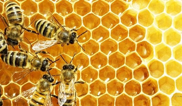 4 مشاكل صحية تغلب عليها بعسل النحل