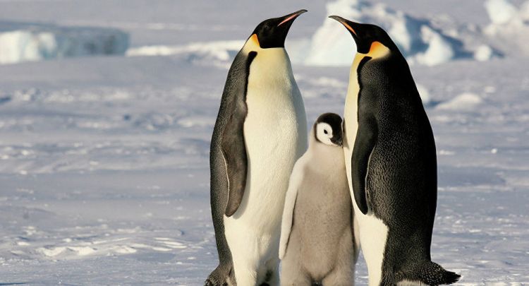 Danimarkalı rok qrupu Antarktidada pinqvinlərə konsert verdi