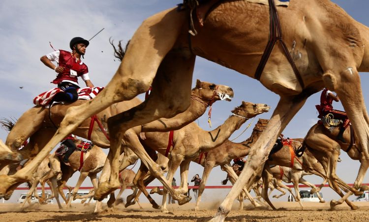 Where Camels Race and Win Beauty Contests