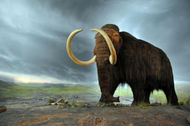 A hybrid of a mammoth and an elephant could be created within two years, scientists say