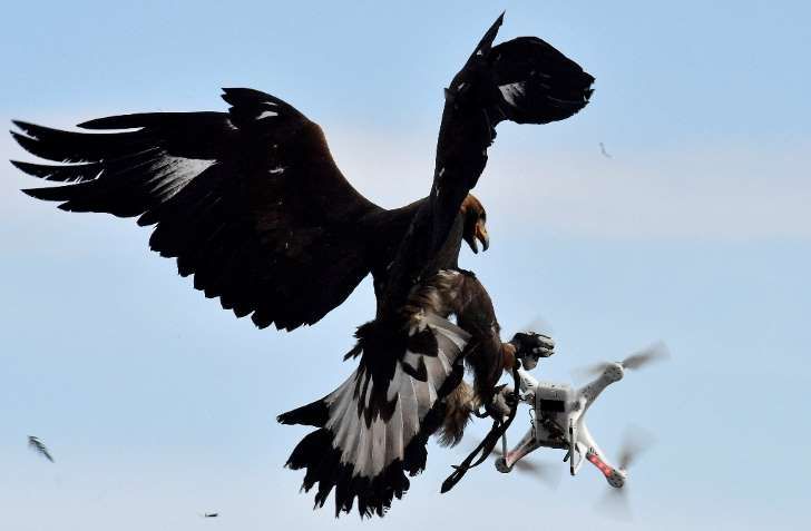 Born killers: French army grooms eagles to down drones