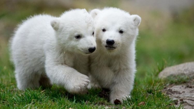 Baby polar bear makes public debut at Munich Zoo