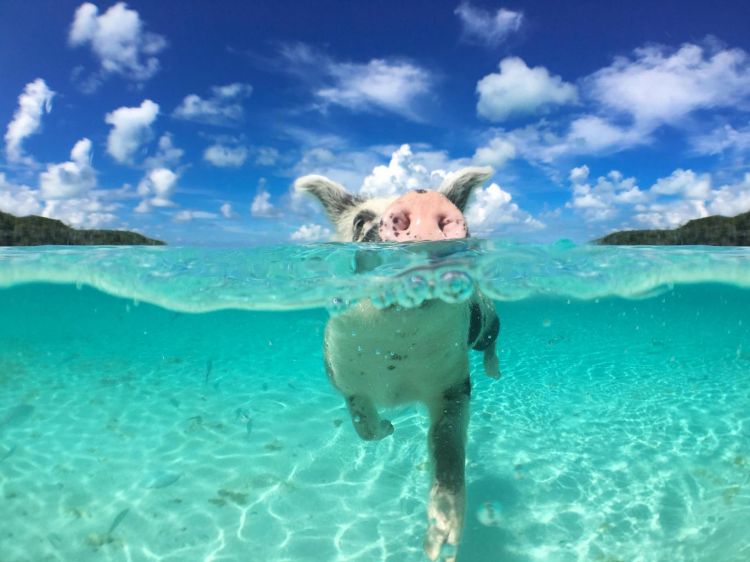 Bahamas' swimming pigs found dead 'after tourists give them rum'