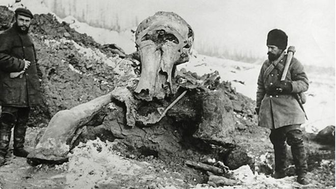 DNA clues to why woolly mammoth died out