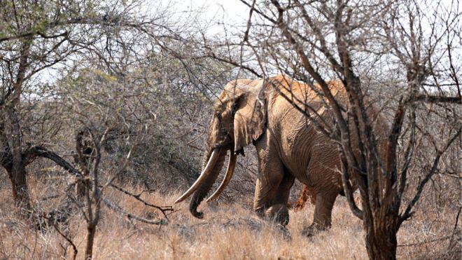 Satao, one of the last 'giant tusker' elephants, killed in Kenya