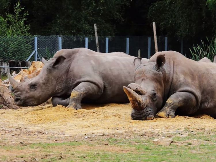 Poachers break into Paris zoo, shoot rhino dead and steal its horn