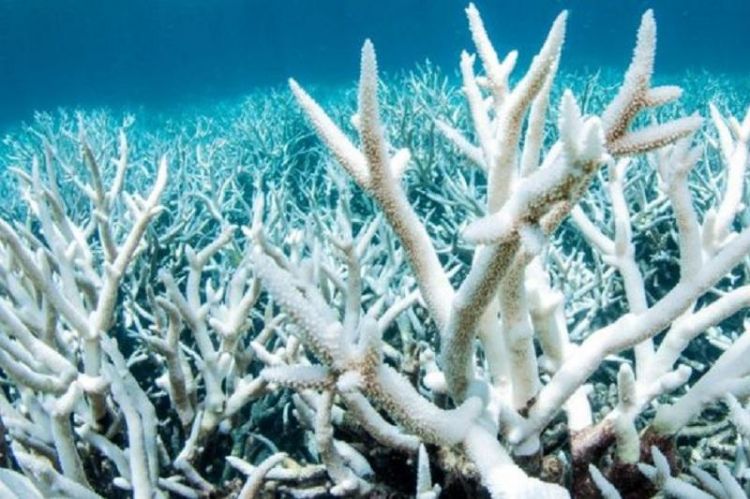 Great Barrier Reef survival relies on halting warming, study warns