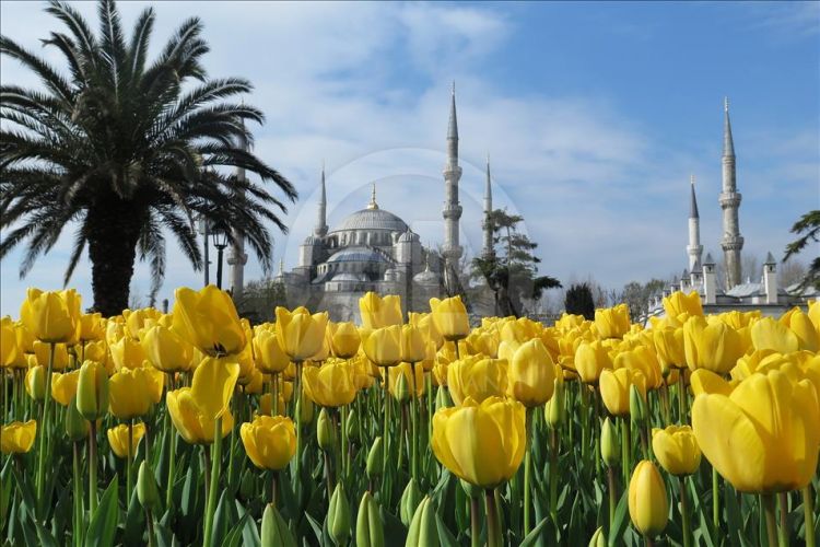 أزهار "التوليب" تزين حدائق اسطنبول