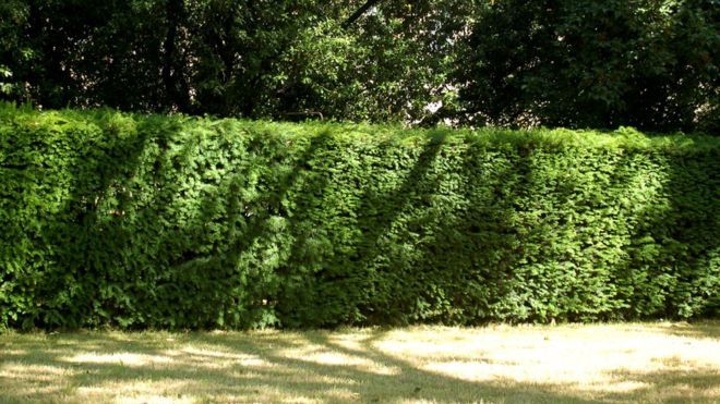 Cities need 'hedges rather than trees' for environment