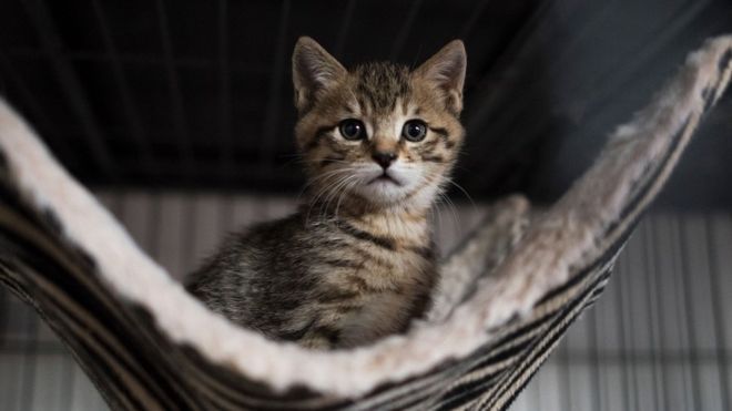 На юге Франции более 200 кошек отравлены неизвестным ядом