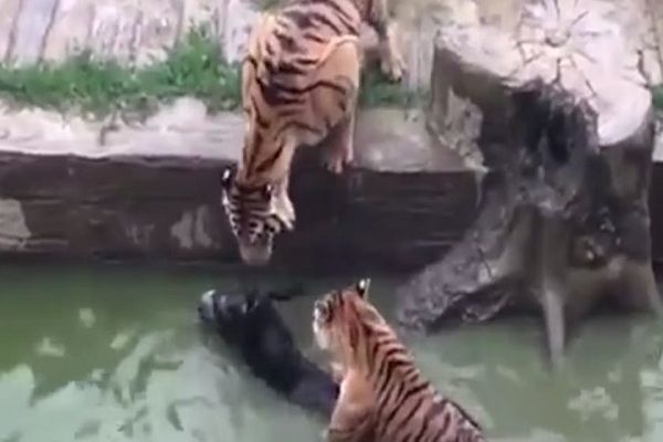 В Китае сотрудники зоопарка скормили тиграм живого осла