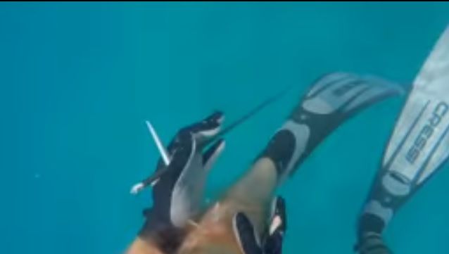 Американец снял на видео нападение акулы на него