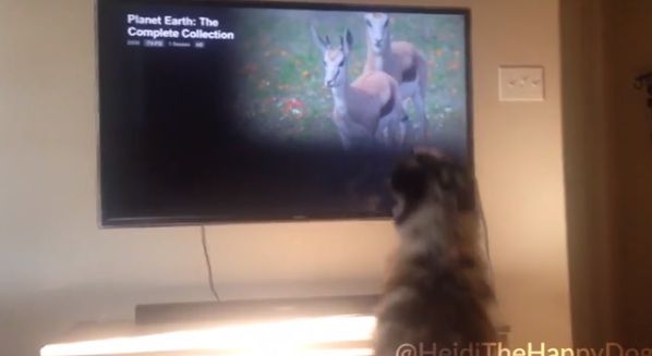 Любовь собаки к просмотру телевизора позабавила пользователей сети
