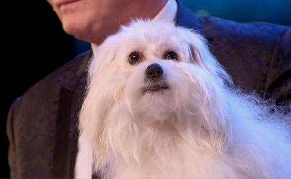 "Говорящая" собака покорила шоу Britain’s Got Talent