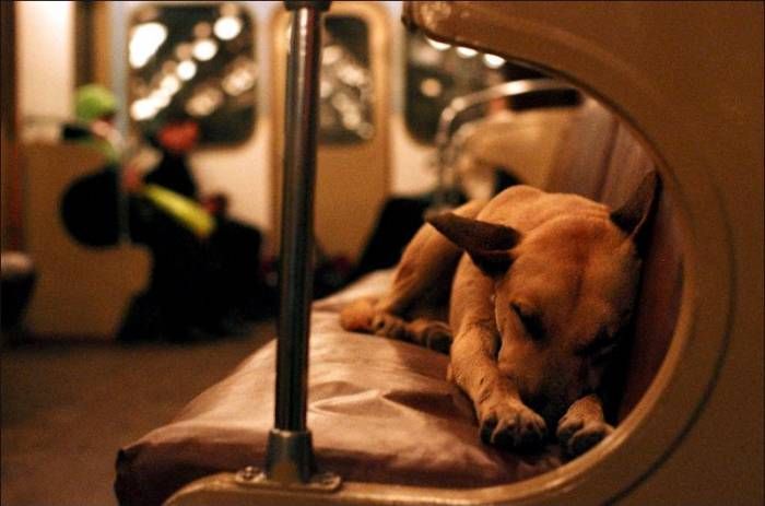 Жители Нью-Йорка придумали способы провоза собак в метро