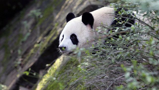 В зоопарке Токио родился детеныш большой панды