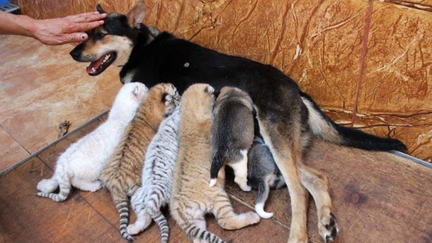Не родная мать: собака стала кормилицей для четырех тигрят