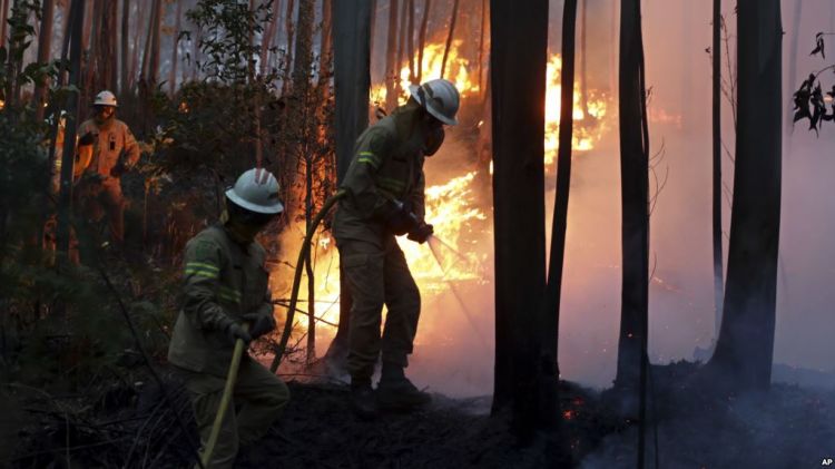 Португалия: число жертв лесного пожара превысило 60 человек