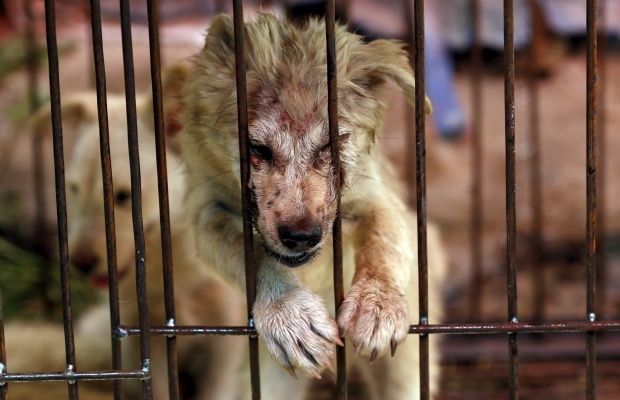 В Китае проигнорировали акции правозащитников и открыли фестиваль собачьего мяса