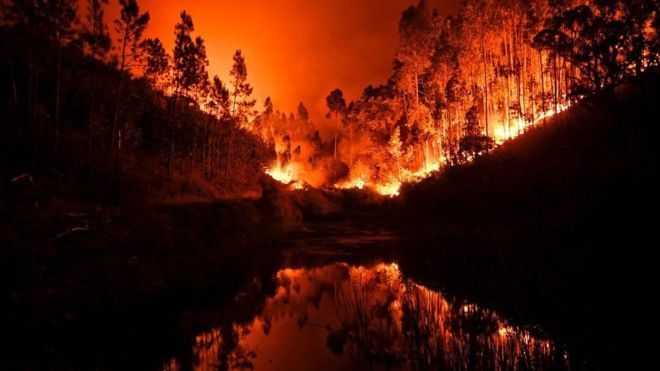 Пожарные в Португалии заподозрили злой умысел в лесных пожарах
