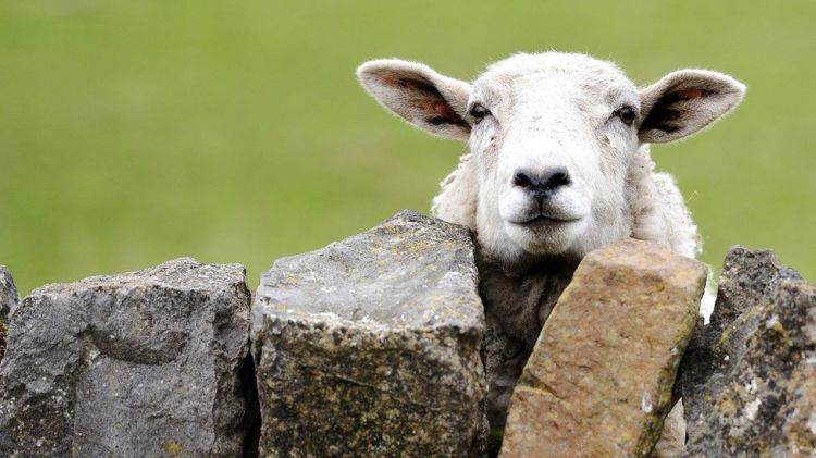 Вся правда об овцах: они вовсе не глупые и совсем не беззащитные
