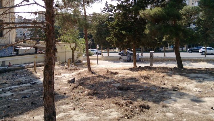 В Баку массово вырубили деревья, Минэкологии Азербайджана обратилось в полицию
