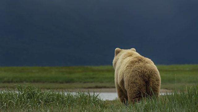 На Аляске одиннадцатилетний мальчик спас родственников от медведя