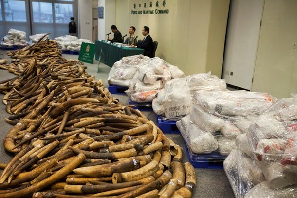 В Гонконге задержали крупнейшую за 30 лет партию слоновой кости