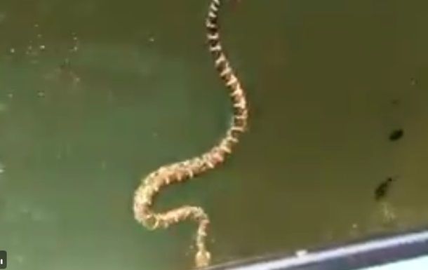 Ядовитая змея довела до паники отдыхающих на лодке