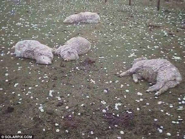 В Испании гигантским градом убило овец