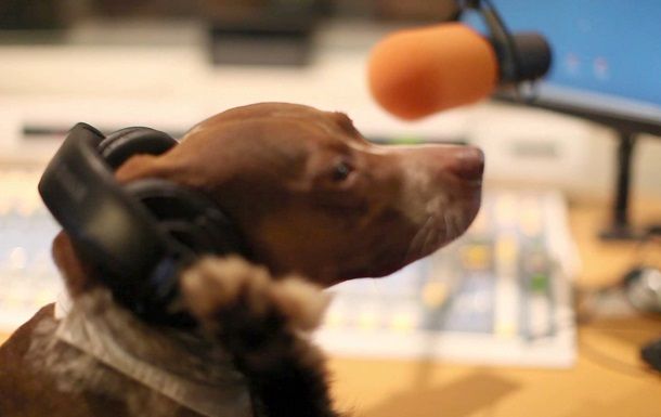 В Германии начало вещание собачье радио