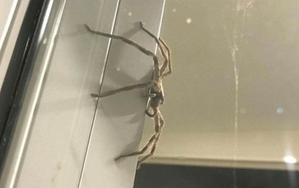 В Австралии семью напугал гигантский паук