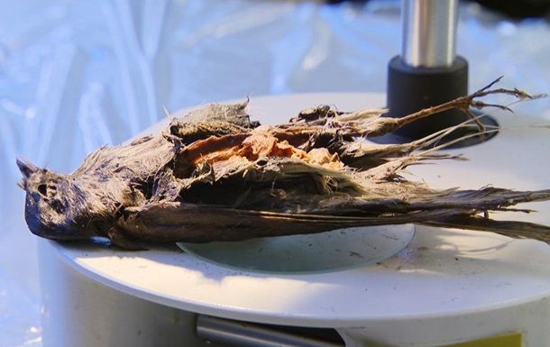 В Норвегии ученые обнаружили останки птицы возрастом 4200 лет