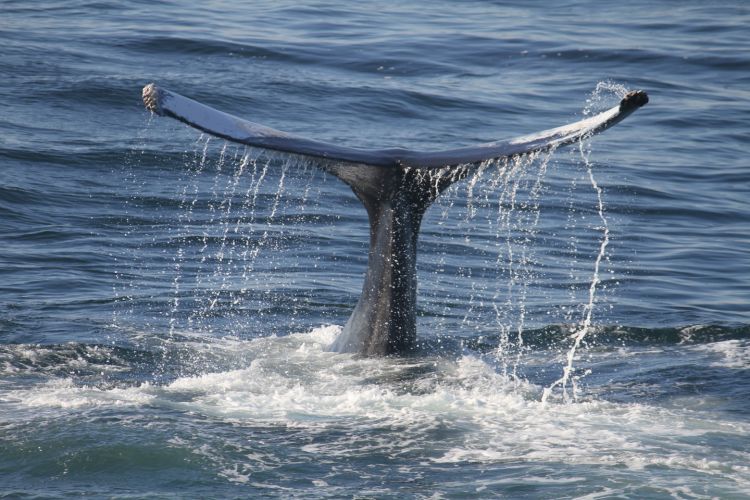 В Австралии несколько человек пострадали из-за нападения кита