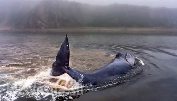 Появилось видео с китом, застрявшим в устье реки в Хабаровском крае