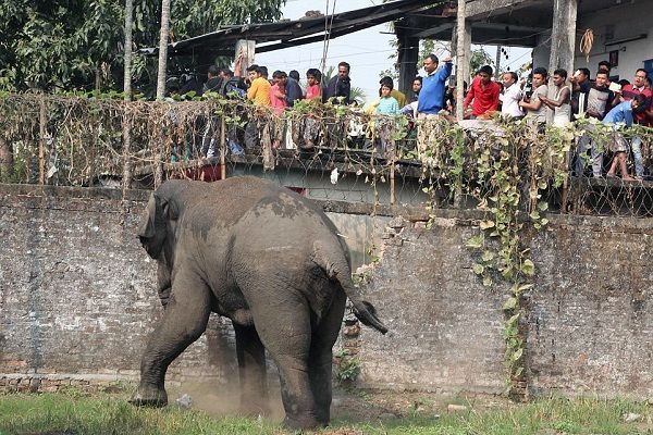 В Индии застрелили слона, убившего 15 человек