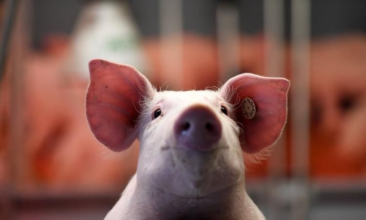 Людям могут начать пересаживать органы свиней