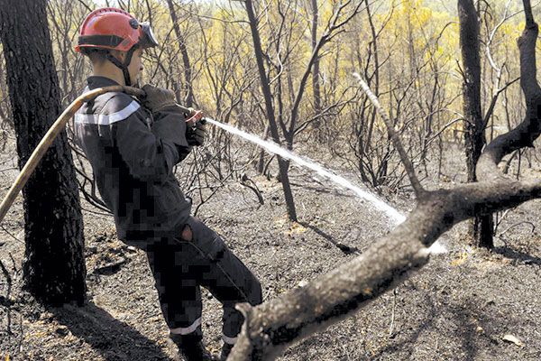 توقيف 26 شخصا تورطوا في حرائق الغابات عبر 9 ولايات تونس