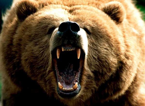В России медведь откусил руку гостю в кафе