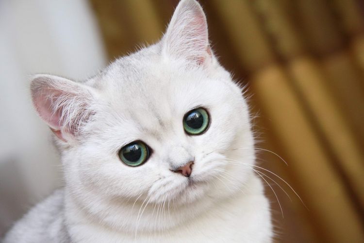 Чешская туристка объявила кошек символом Баку